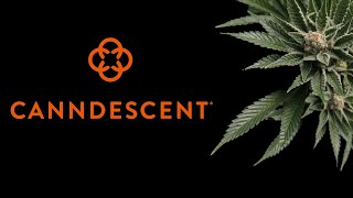 Most Expensive Cannabis in USA, Luxury Brand: Canndescent, Episode 7, California