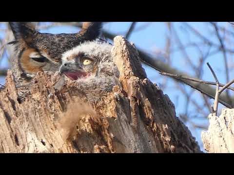 It's been great watching these Great Horned Owls grow and leave their nest.