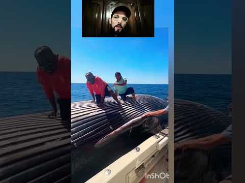 الحوت الازرق هو اكبر حيوان في العالم كيبلغ الطول دياله تقريبا 30 م #المغرب