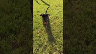 Video preview image #1 German Shepherd Dog-Unknown Mix Puppy For Sale in Holly Springs, NC, USA