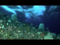 EG4 Henry Kaiser, guitarist --- and antarctic diver (10-41)
