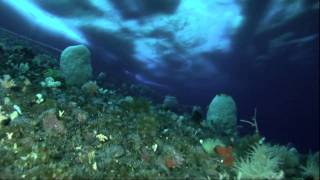 EG4 Henry Kaiser, guitarist --- and antarctic diver (10-41)