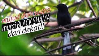 Download lagu SUARA MURAI BLACK SHAMA DARI DEKAT TERNYATA SANGAR SESUAI WUJUDNYA mp3 Download lagu SUARA MURAI BLACK SHAMA DARI DEKAT TERNYATA SANGAR SESUAI WUJUDNYA mp3