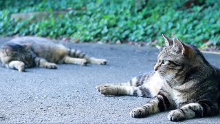 ２匹の猫はお互いを支えあって生きています