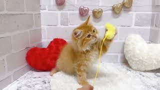 サイベリアンの動画01