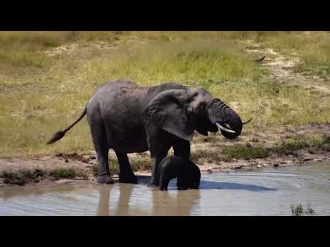 Djuma dam cam march 14 2018 - cute little elephant with mom