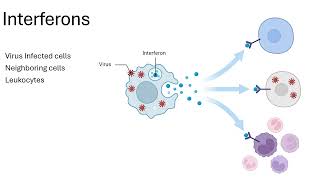 Innate Immunity: Antimicrobial Proteins