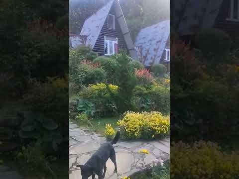 Aja ko mero video kaffar ture plz like share comment and subscribe my chennal Rajeena tamang