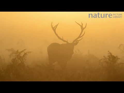 самец во время гона, Bushy Park, Лондон (London), Англия, Великобритания, октябрь