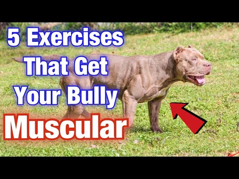 5 American Bully Exercise MUSCLE training tips that will get your dog SWOLE!!