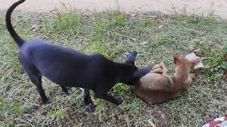 #dog #animals #puppy #pets