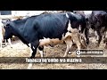 TUNAUZA NG OMBE WA MAZIWA DAIRY COW Ng Ombe Wa Maziwa Tunao Wa Kutosha Kari