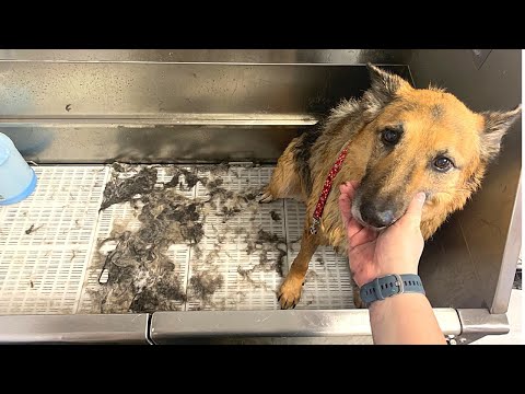 MASSIVE Undercoat Removal ON MARYBETH The German Shepherd