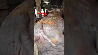 Download lagu lord Shiva Awakening?😨🤯 #illusion #carving #ancient #lordshiva #statue #temple #hindugod #shorts #yt mp3