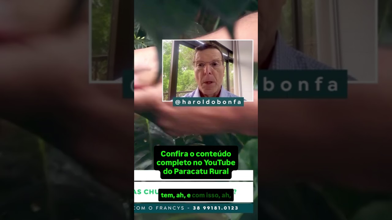 Preço do Café e as Chuvas de Primavera.