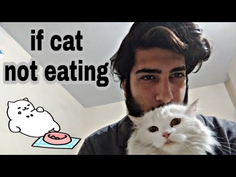 My cat is not eating anything| | persian cat|symptoms and precautions | in hindi and urdu |