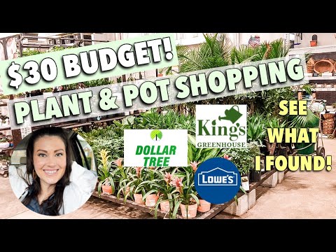 $30 Budget Plant Shopping - Dollar Tree, Kings, & Lowes - Shop With Me & See What I Got For $30