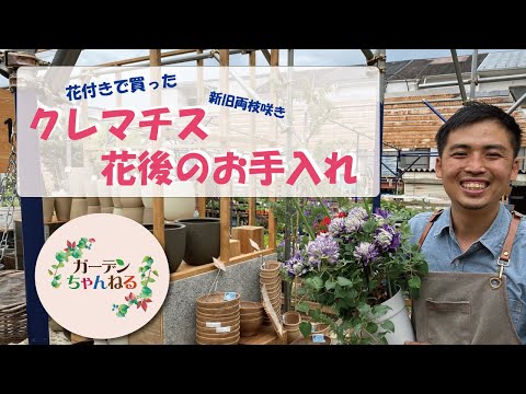 グループに応じたクレマチスの剪定方法と時期