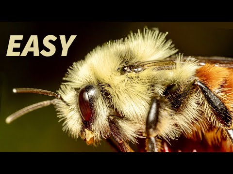 Insect Macro Photography Tutorial & Tips for Beginners