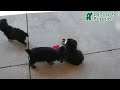 Yorkshire Terrier dogs for sale: Starlight - Video 1