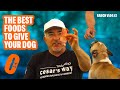 THE BEST FOOD TO FEED YOUR DOG DOG TIPS 1