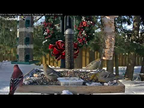Male and Female Pine Grosbeaks Share Ontario Feeders – Jan 3, 2017