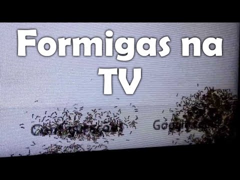 Formiga dentro da TV (RESOLVIDO!)