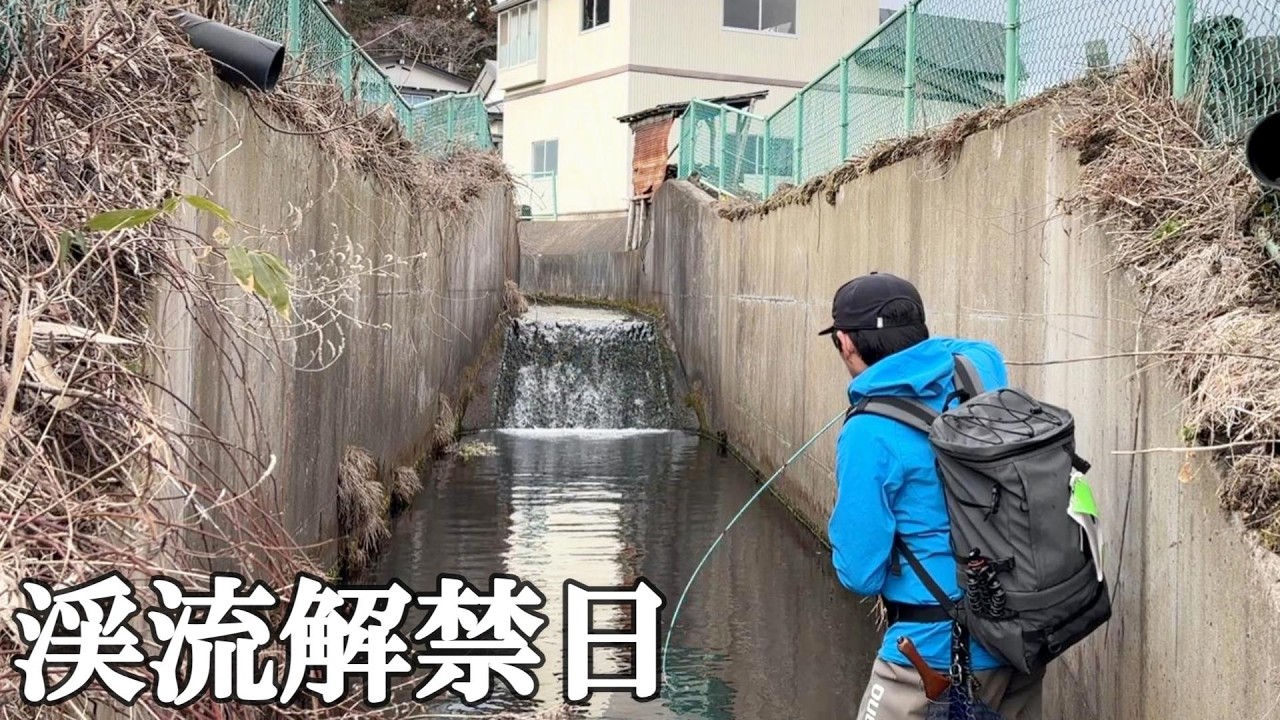 渓流解禁日に用水路で「ヌシ」を釣る男