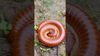 Download lagu Little brother saw a millipede worm 😱 #shorts #youtubeshorts #funny mp3