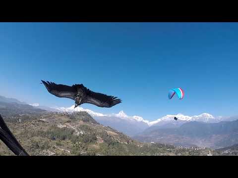 Vulture vs Paraglider