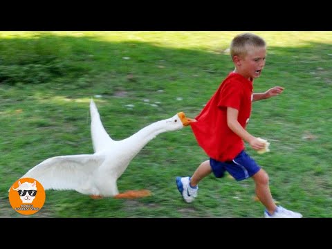 , title : 'Funny Goose Chasing Babies Compilation || Just Funniest'