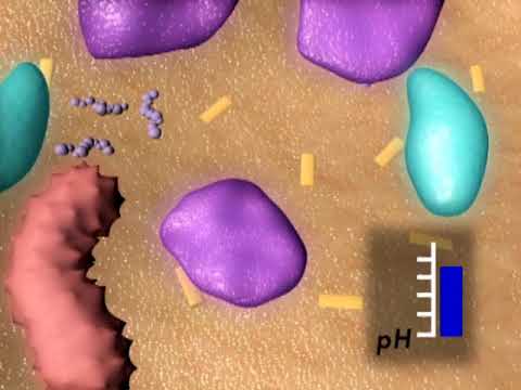 The Ruminent Diet – Yea Sacc1026: