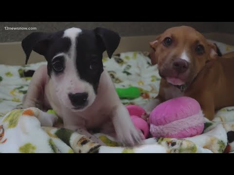 Animal shelter overwhelmed with returned dogs