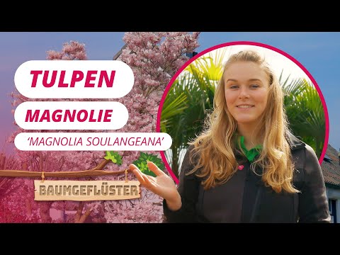 Die Tulpen-Magnolie! | Baumgeflüster #102