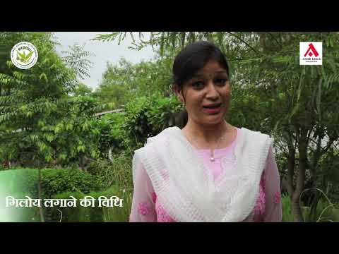 हर घर अमृता | गिलोय हर घर का सदाबहार दोस्त | आयुष मंत्रालय- NMPB | AUF