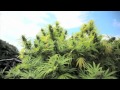 Jorge Cervantes: Medical Marijuana Outdoor ...