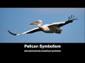 Pelican Symbolism