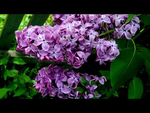 Anna Jantar   Na skrzydłach dni