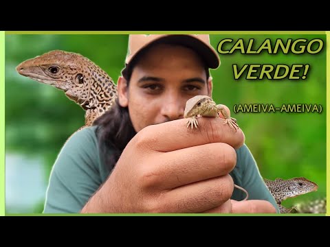 AMEIVA AMEIVA: MEET THE GREEN CALANGO! IS THE CALANGO POISONOUS? (Planet Nature) #ivisplanetanatu...