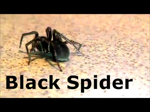 OMG ! Fat black spider ╭☆╮ fette schwarze Spinne ╭☆╮ A REAL MONSTER !