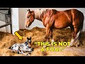 vet in disbelief after seeing gave newly birth horse. a miracle that shocked him...