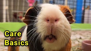 Guinea Pig Care Basics: Everything You Need To Know
