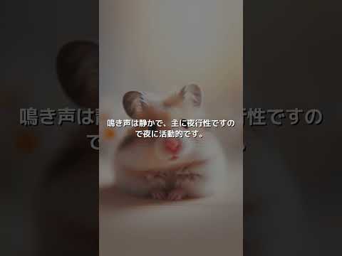 サテン(ジャンガリアン系・ハイブリッド含む)