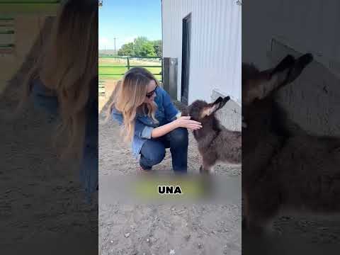 ¡Este burro no la deja en paz!