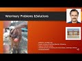 Vagino Cervical Prolapse In Cow And Its Treatment