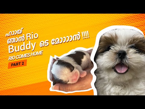 Rio Comes Home - Part 2 | Ranjini Haridas Vlogs