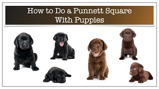How to do a Punnett square with puppies