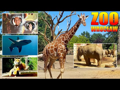 ZOO Wrocław / Ogród Zoologiczny we Wrocławiu / Zwiedzanie zoo / zwierzęta w zoo / #zoo , #zoowrocław