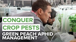 Green peach aphid (GPA): Management in canola