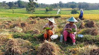 Download lagu Sarapan pagi di sawah mp3
